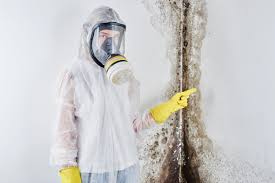 Mold Documentation for Insurance Claims in Hilton, NY